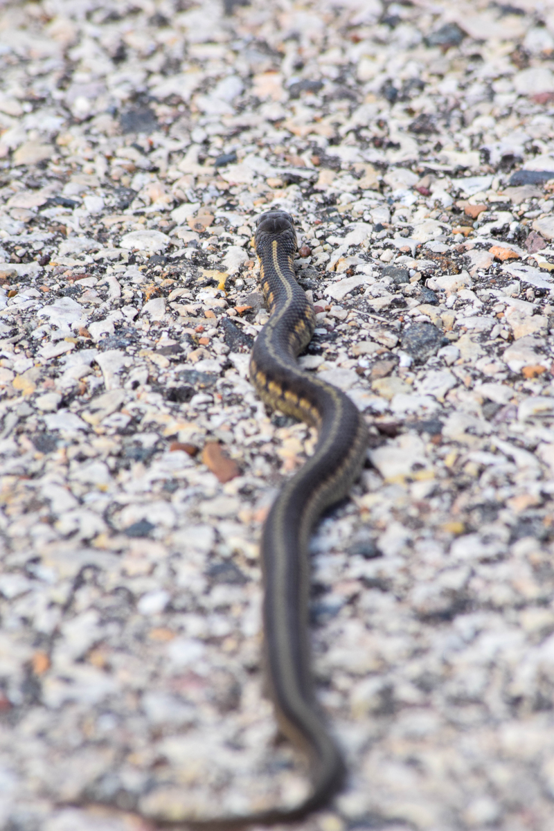 Prairie Valley Park